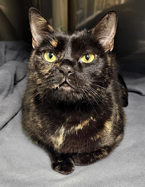 CLOVER SAFFRON, Adoptable, Adult Female Domestic Short Hair.