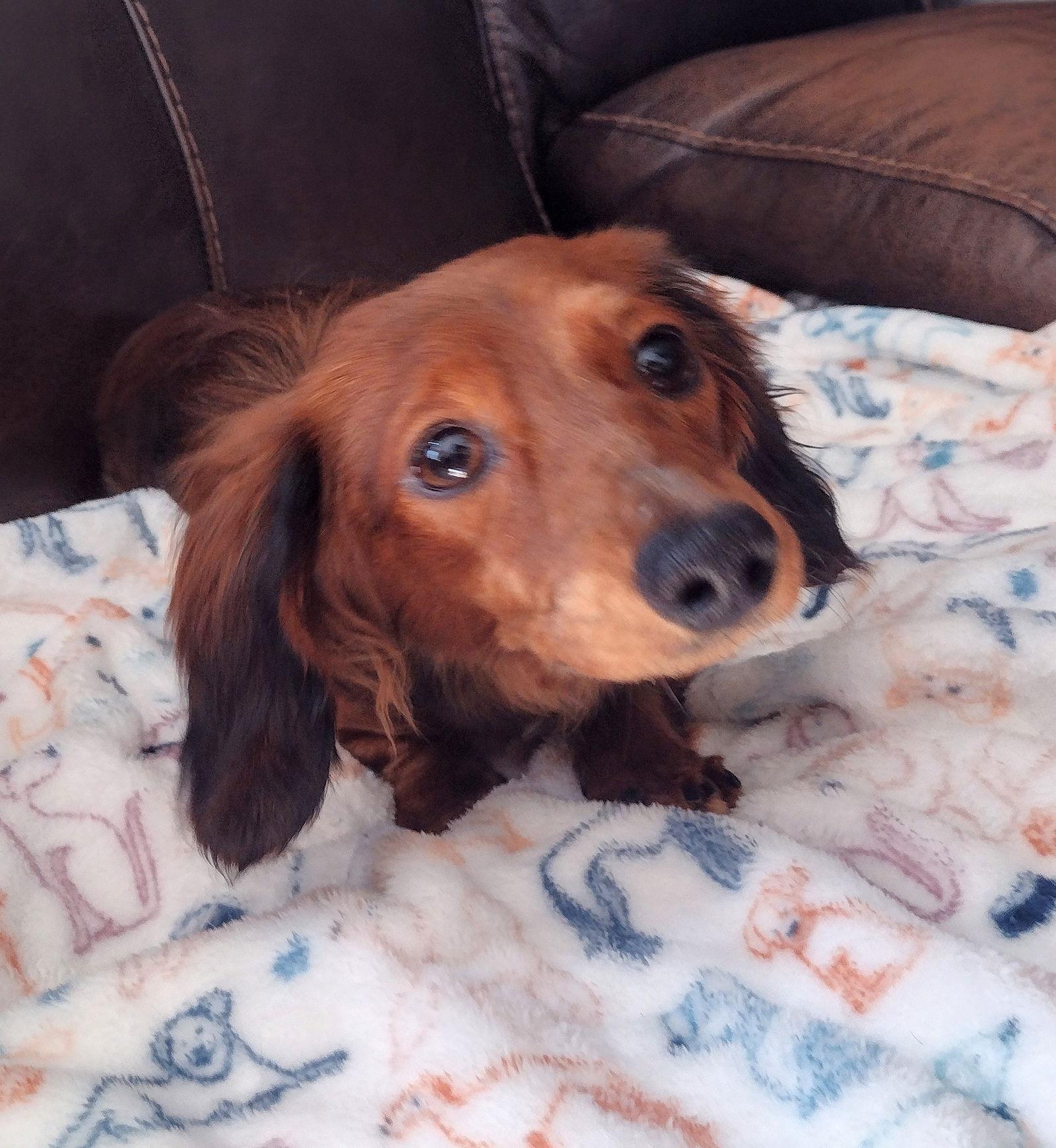 Timmy, a Adoptable Dachshund image 1/3