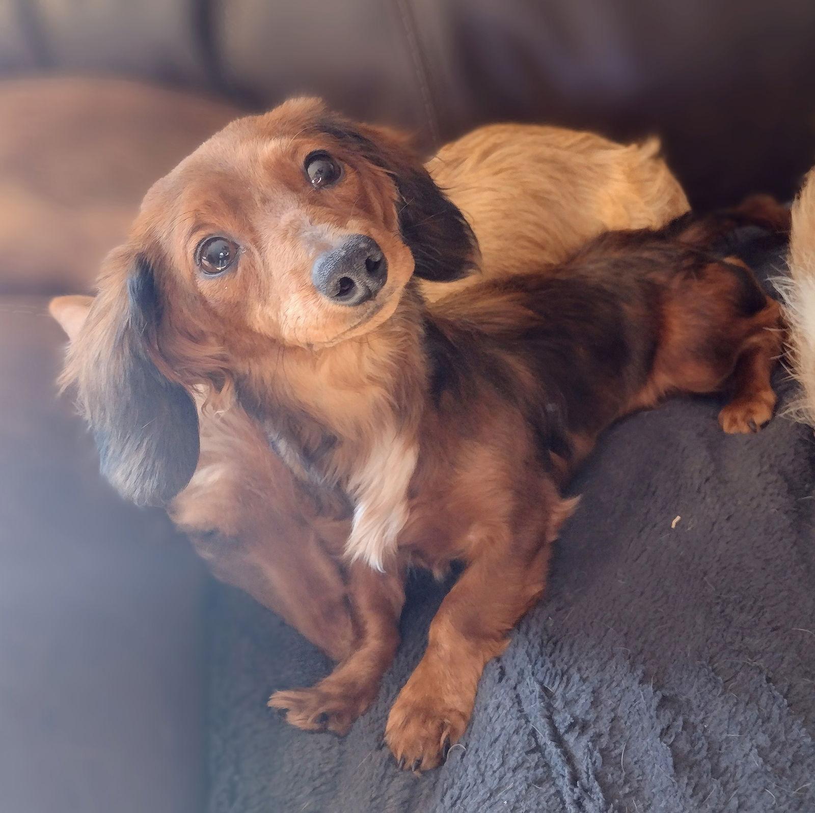 Timmy, Adoptable, Young Male Dachshund.