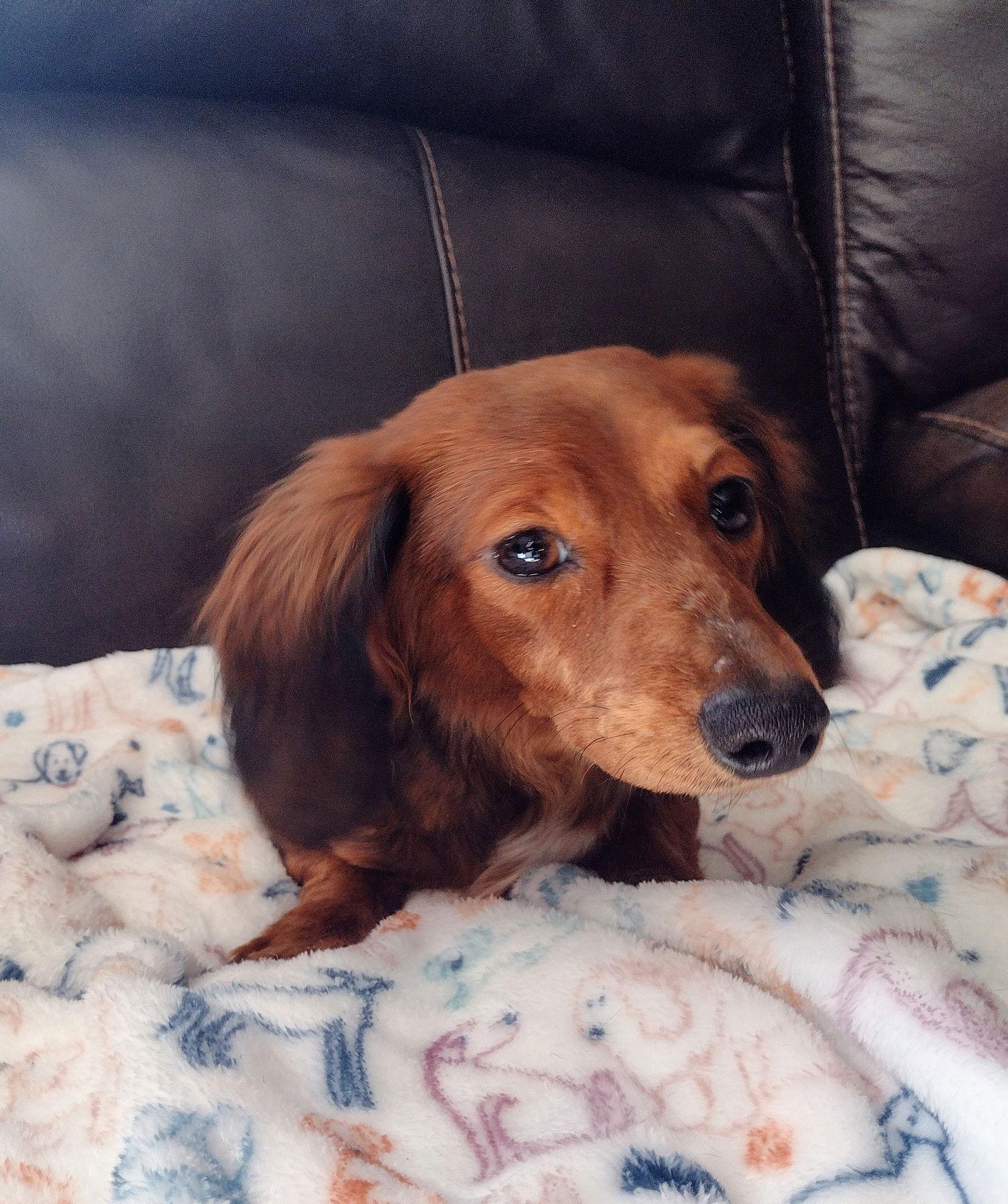 Timmy, a Adoptable Dachshund image 3/3