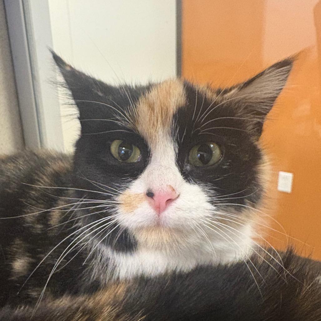 Galinda, Adoptable, Young Female Domestic Short Hair.