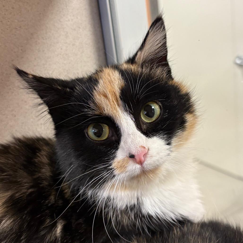 Galinda, a Adoptable Domestic Short Hair image 2/4