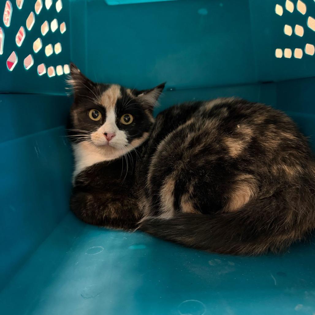 Galinda, a Adoptable Domestic Short Hair image 3/4