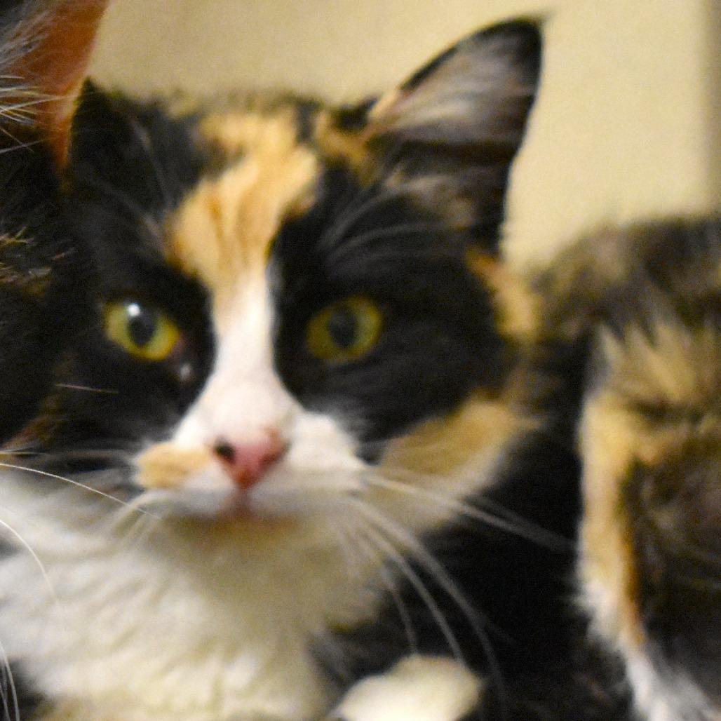 Galinda, a Adoptable Domestic Short Hair image 4/4