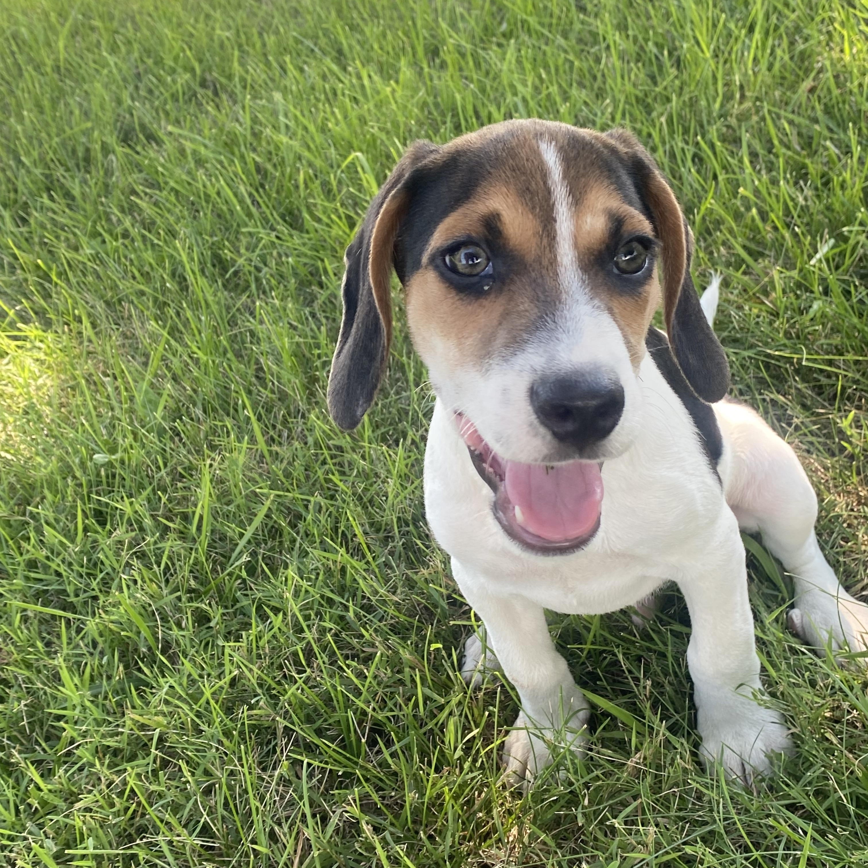 Enlarge Snickerdoodle, a Adopted mixed breed in Warsaw, IN image 1/6