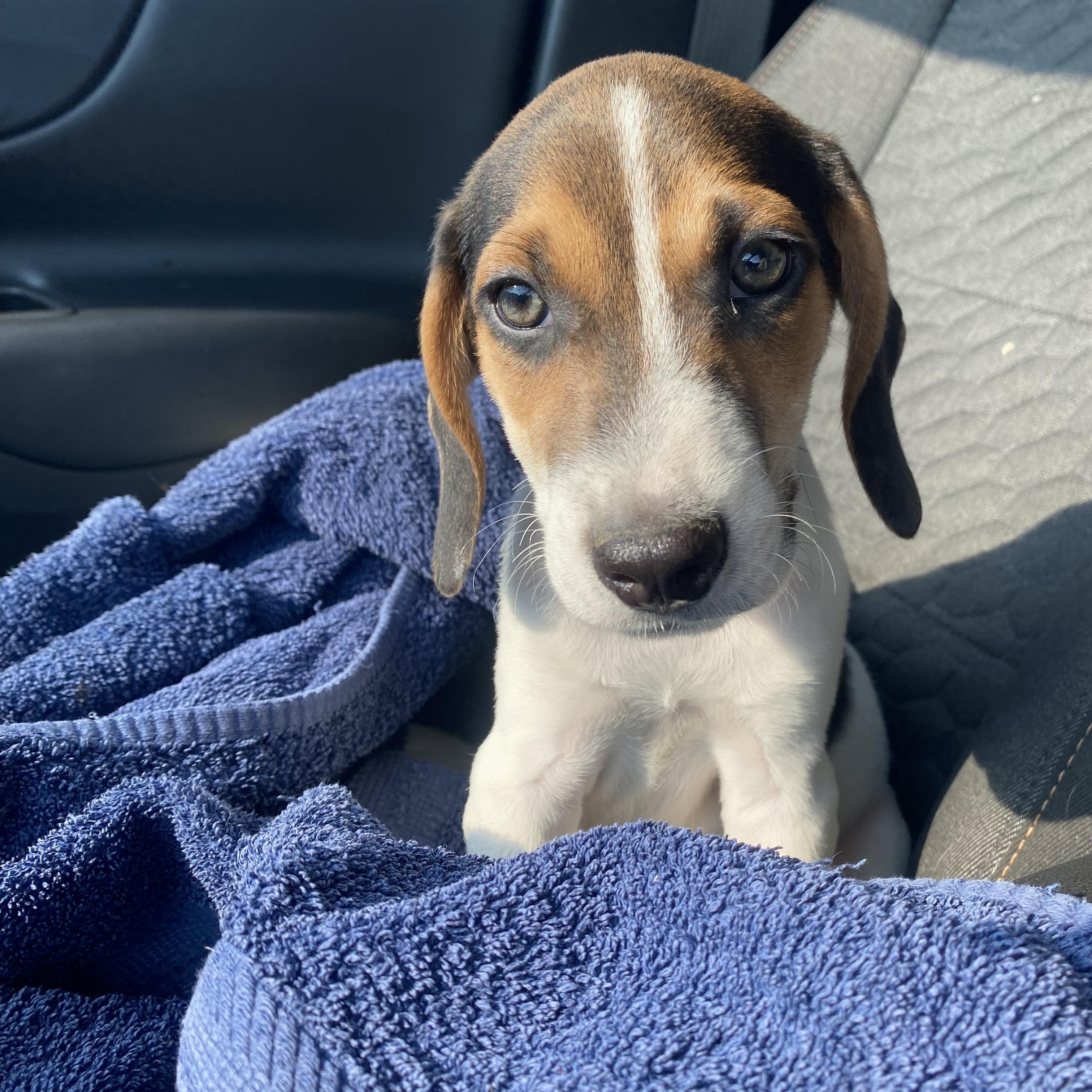 Enlarge Snickerdoodle, a Adopted mixed breed in Warsaw, IN image 2/6