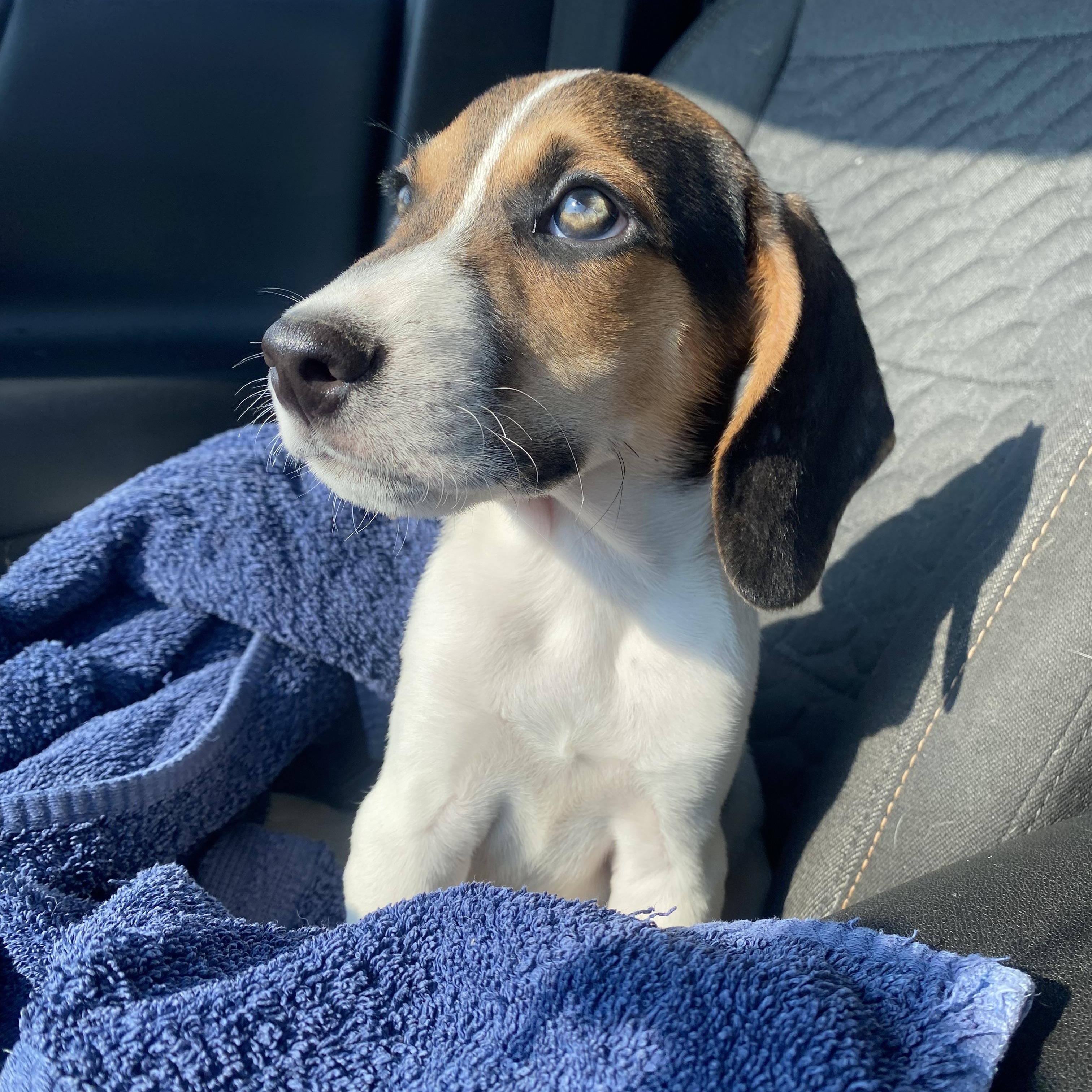 Enlarge Snickerdoodle, a Adopted mixed breed in Warsaw, IN image 3/6