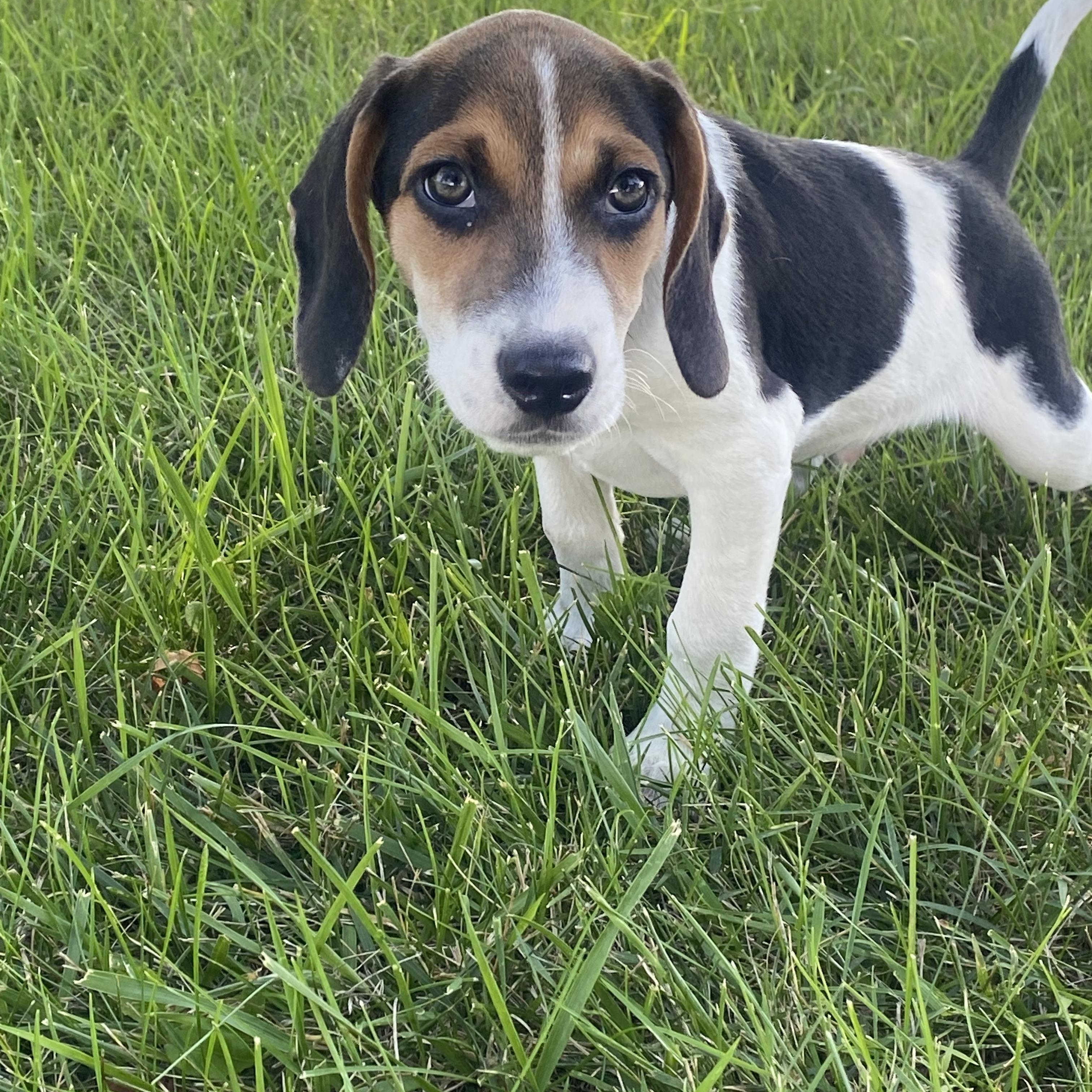 Enlarge Snickerdoodle, a Adopted mixed breed in Warsaw, IN image 4/6