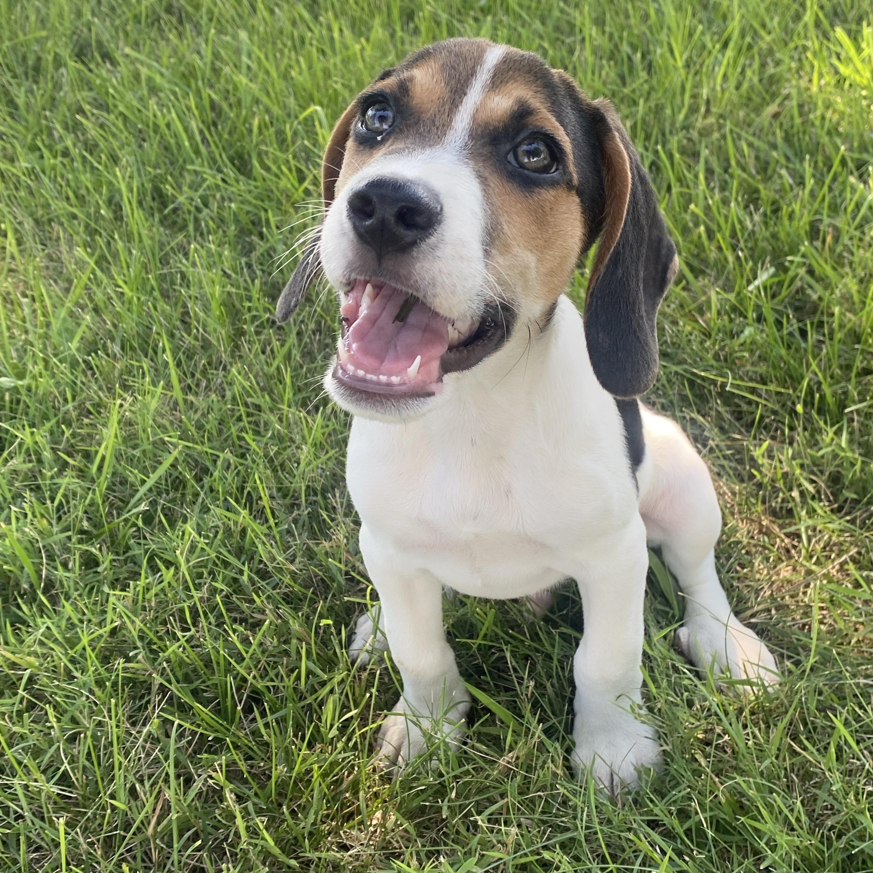Enlarge Snickerdoodle, a Adopted mixed breed in Warsaw, IN image 5/6