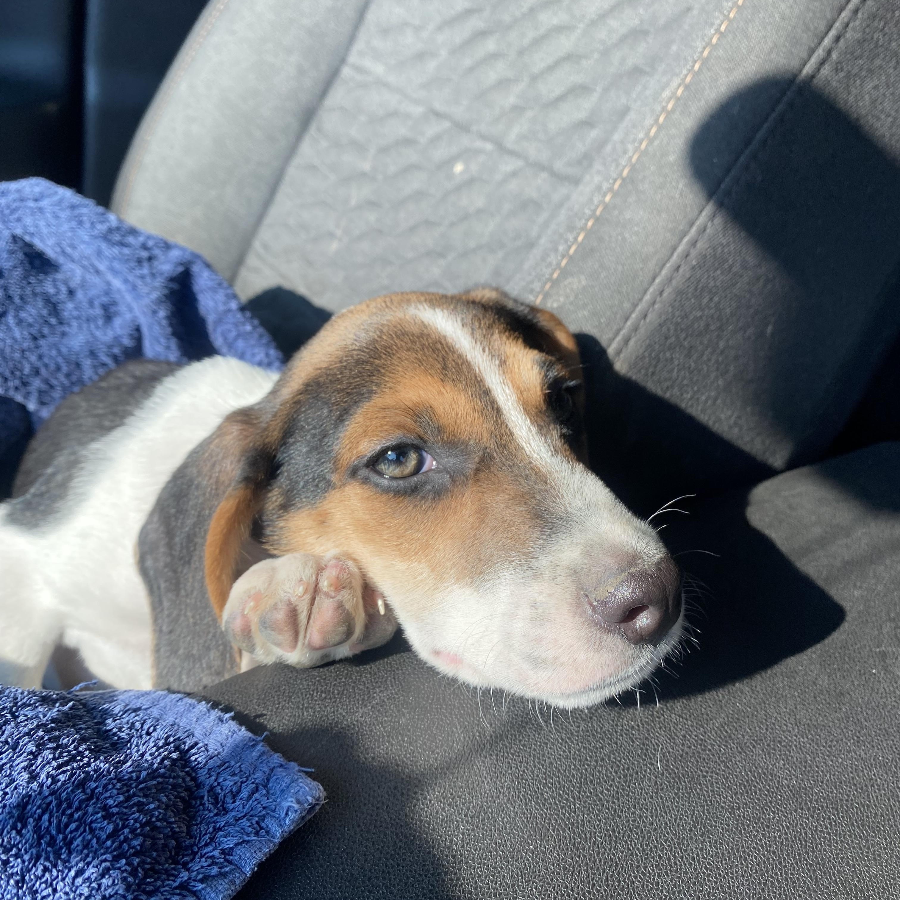 Enlarge Snickerdoodle, a Adopted mixed breed in Warsaw, IN image 6/6