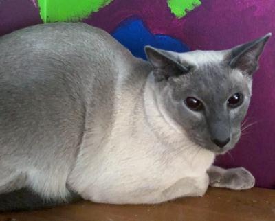 Enlarge Shelley, an adopted mixed breed in Mississauga, ON image 3/3