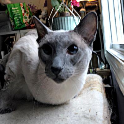 Enlarge Shelley, an adopted mixed breed in Mississauga, ON image 1/3