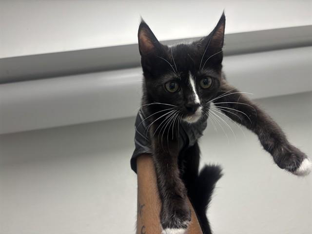 Enlarge BLACK PEPPER, a Adoptable Domestic Short Hair in Antioch, CA image 1/1