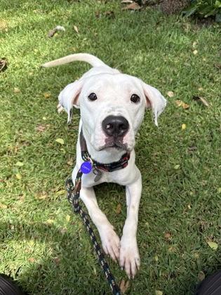 Gentleman, Adoptable, Adult Male Pit Bull Terrier & Mixed Breed.