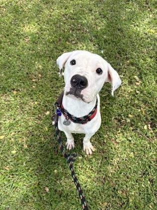 Enlarge Gentleman, a Adoptable mixed breed in Honolulu, HI image 2/3