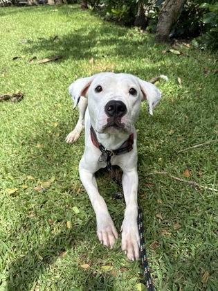 Enlarge Gentleman, a Adoptable mixed breed in Honolulu, HI image 3/3