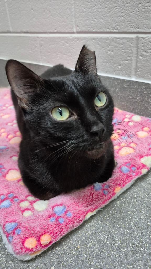 Enlarge Velvet, a Adoptable mixed breed in East Ridge, TN image 2/6