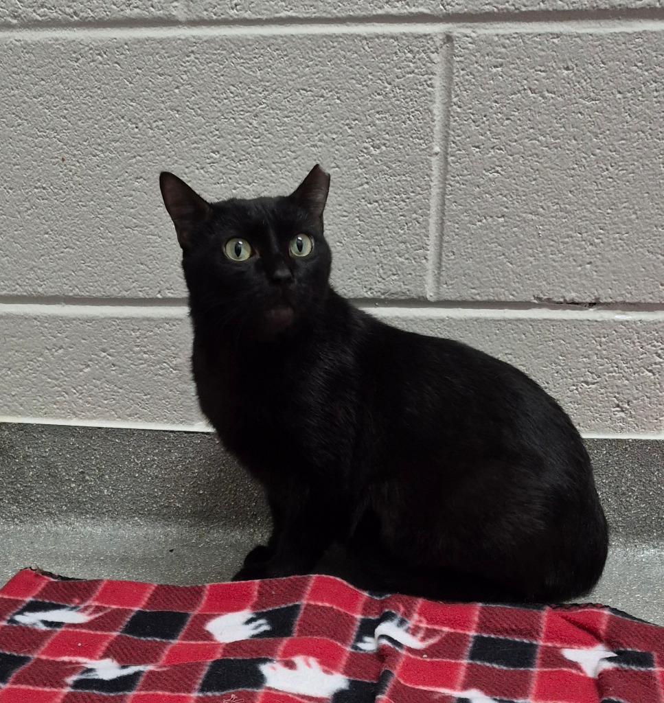 Enlarge Velvet, a Adoptable mixed breed in East Ridge, TN image 3/6