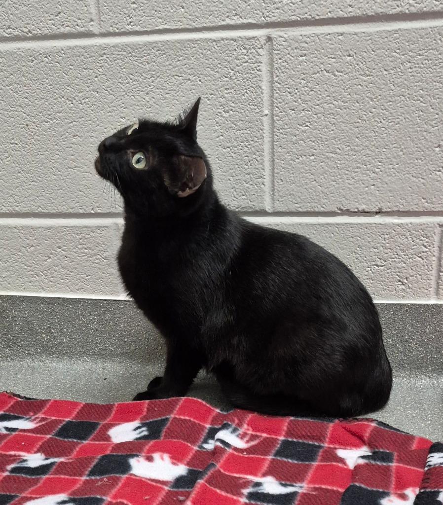 Enlarge Velvet, a Adoptable mixed breed in East Ridge, TN image 4/6