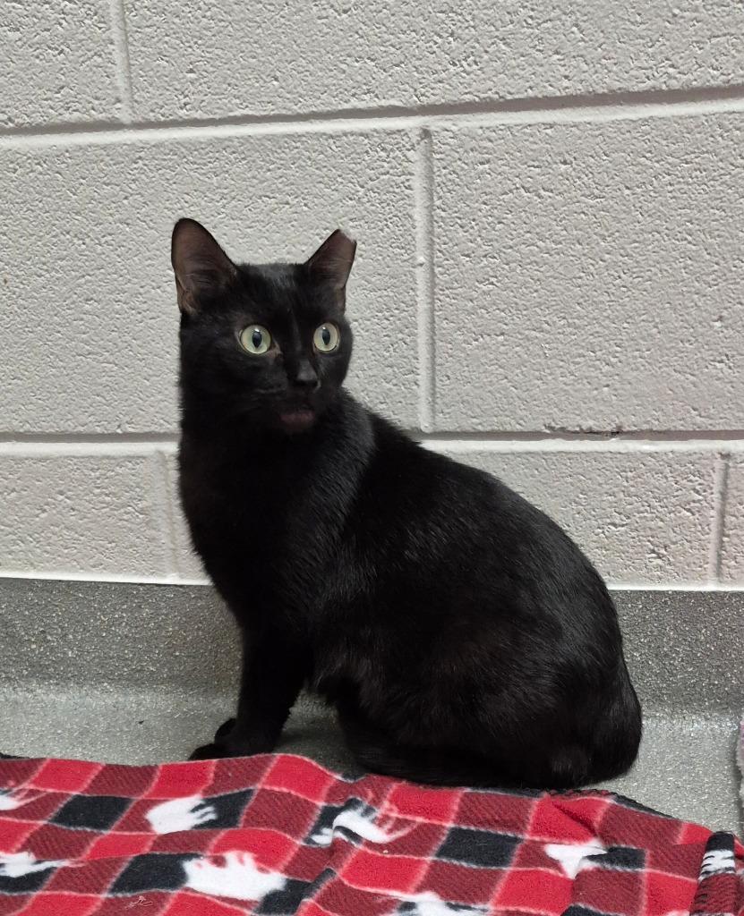 Enlarge Velvet, a Adoptable mixed breed in East Ridge, TN image 6/6