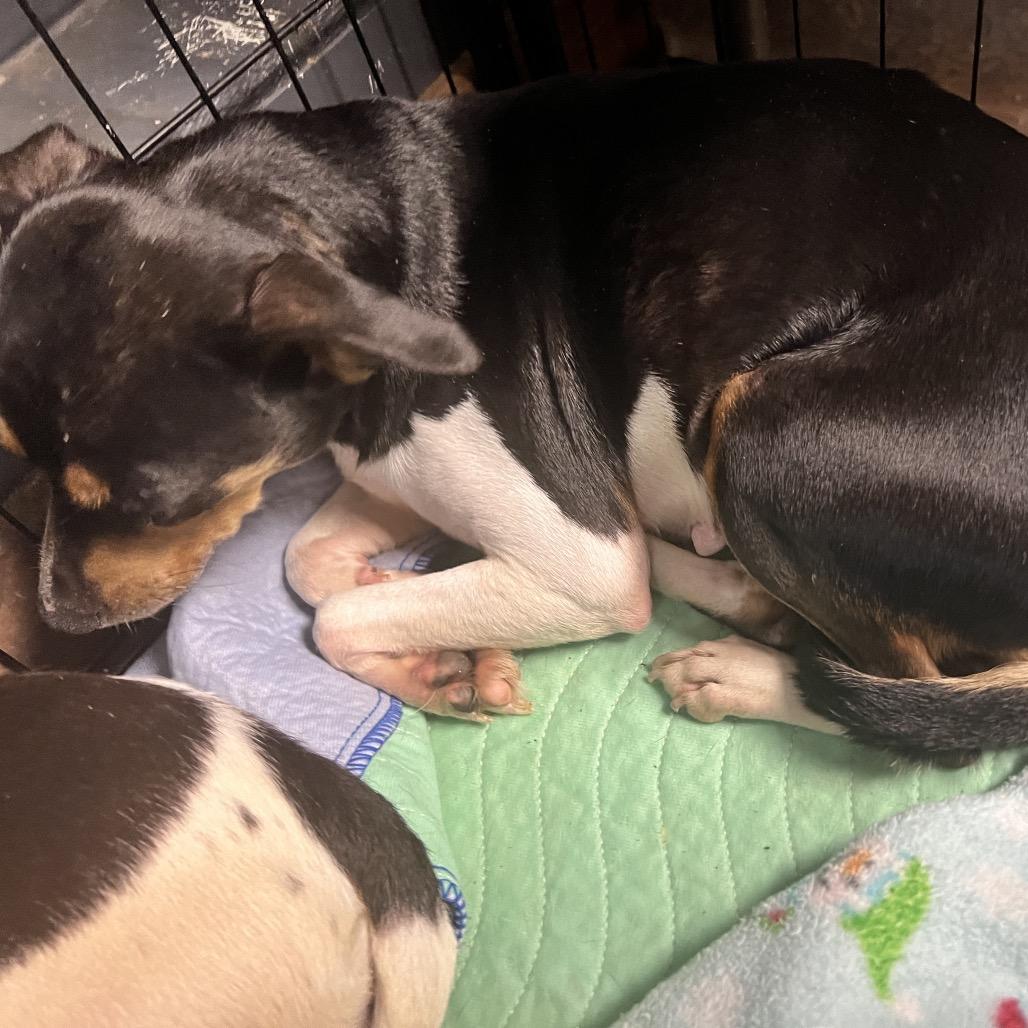 Enlarge Espressa, a Adoptable mixed breed in Chillicothe, IL image 1/2