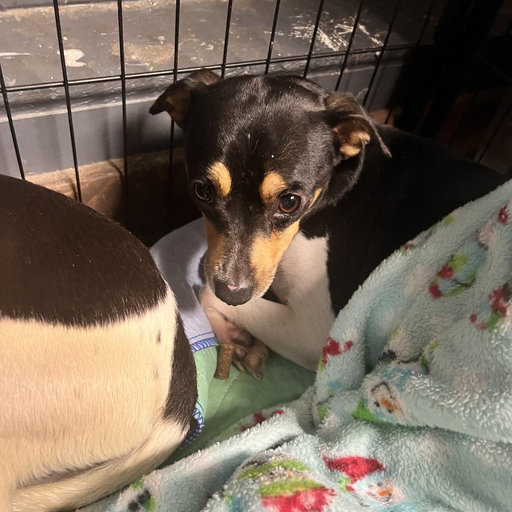 Enlarge Espressa, a Adoptable mixed breed in Chillicothe, IL image 2/2