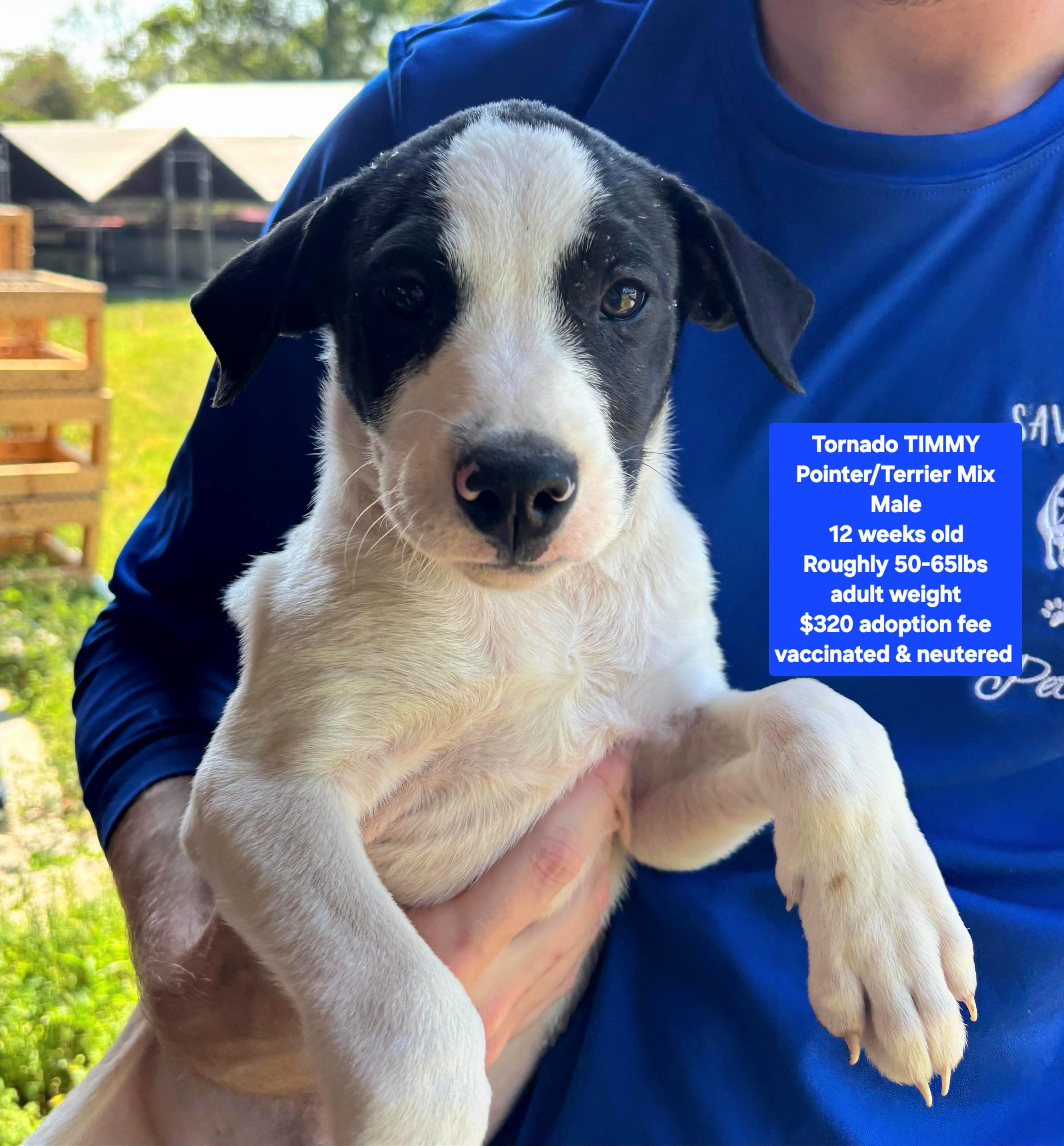 Enlarge Tornado TIMMY, a ADOPTABLE mixed breed in Oviedo, FL image 1/1