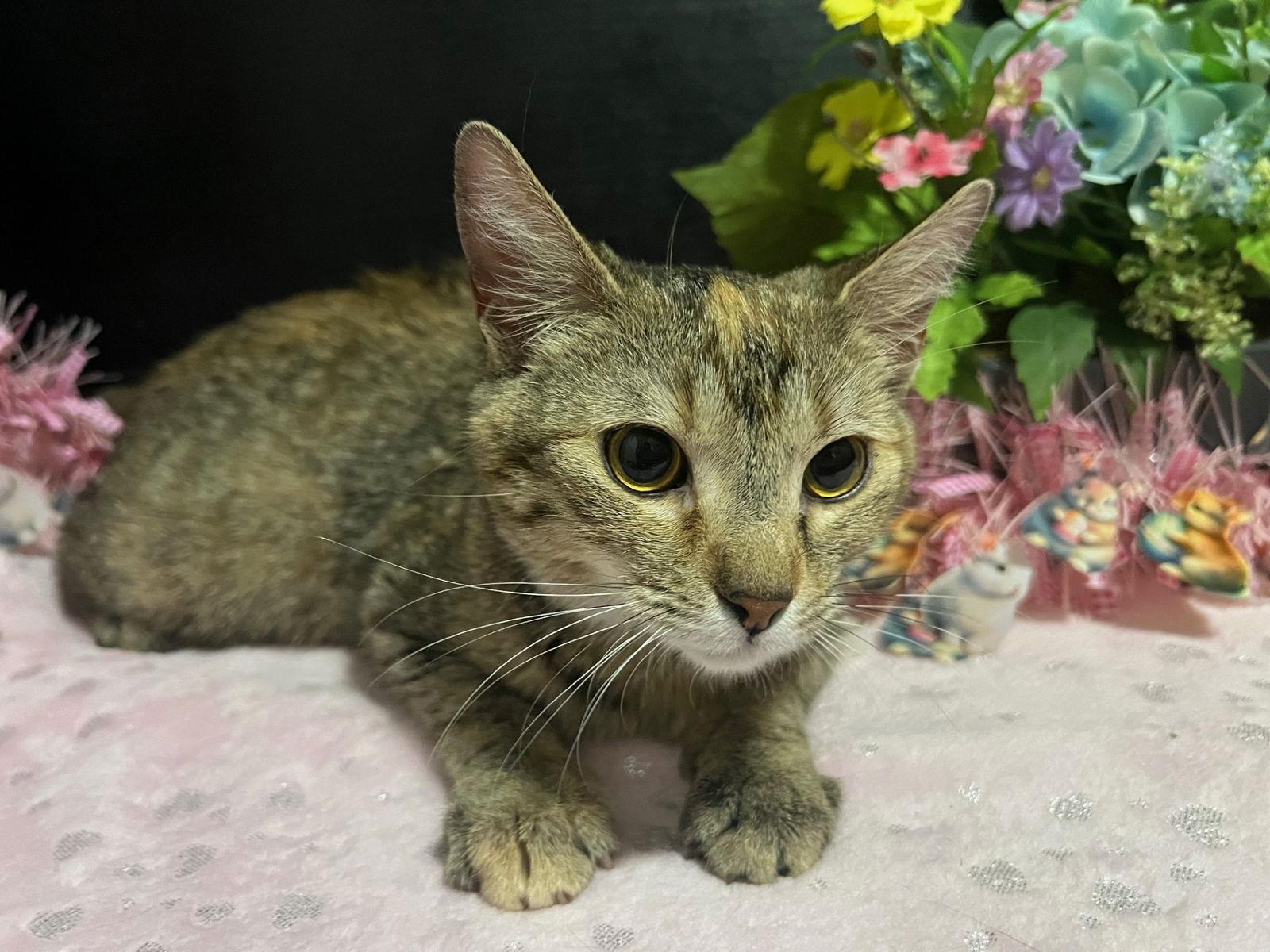 Nikki, Adoptable, Young Female Tabby & Domestic Short Hair.