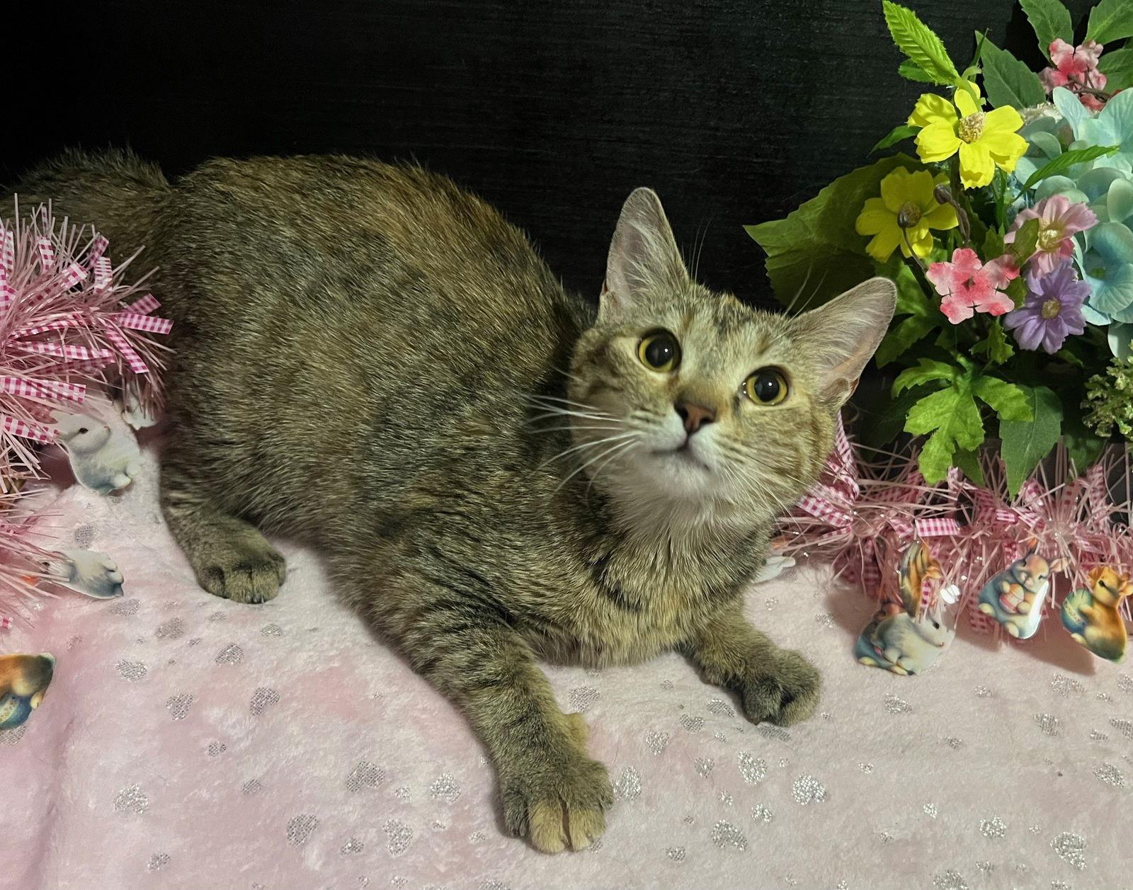 Enlarge Nikki, a Adoptable mixed breed in Fayetteville, GA image 2/3