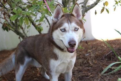 Enlarge Gailen, a Adoptable mixed breed in Brunswick, GA image 1/1