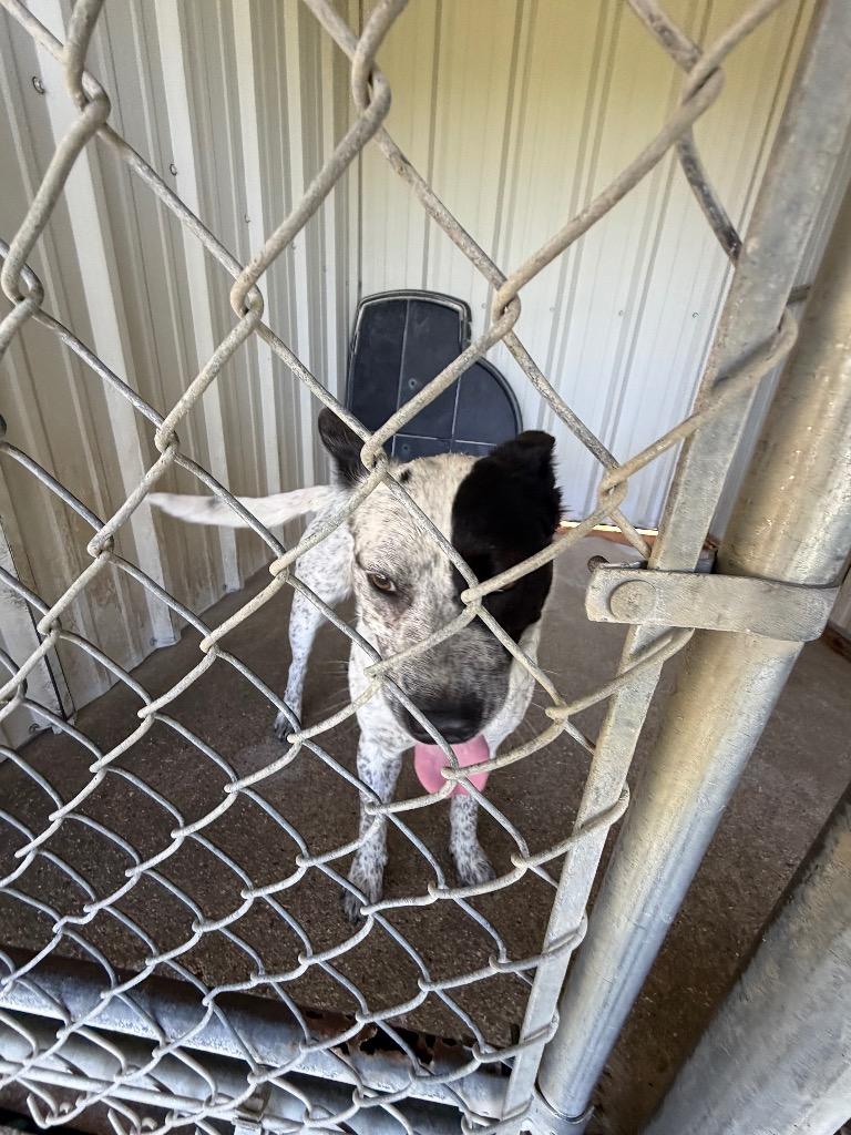 Enlarge Monday, a Adoptable Australian Cattle Dog / Blue Heeler in Ada, OK image 1/5