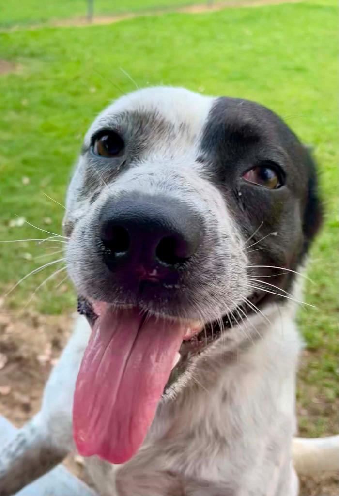Enlarge Monday, a Adoptable Australian Cattle Dog / Blue Heeler in Ada, OK image 2/5