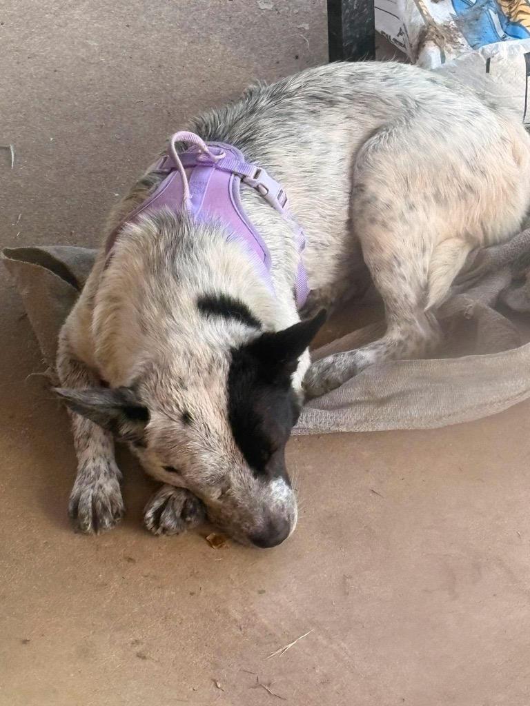 Enlarge Monday, a Adoptable Australian Cattle Dog / Blue Heeler in Ada, OK image 3/5