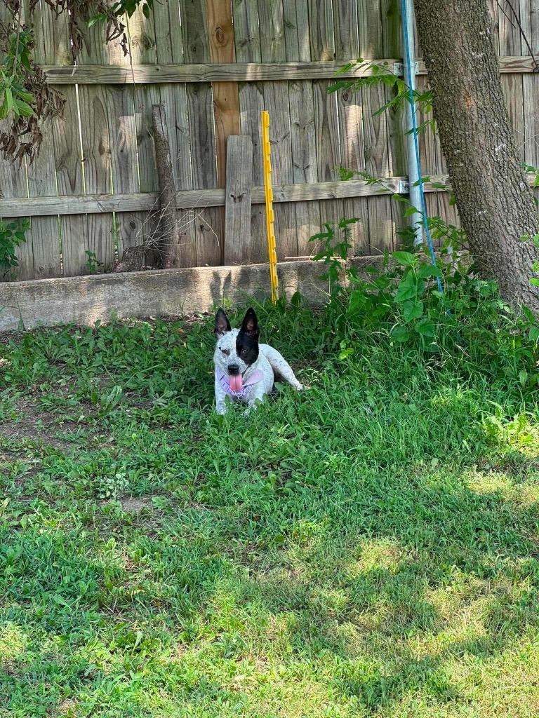Enlarge Monday, a Adoptable Australian Cattle Dog / Blue Heeler in Ada, OK image 4/5