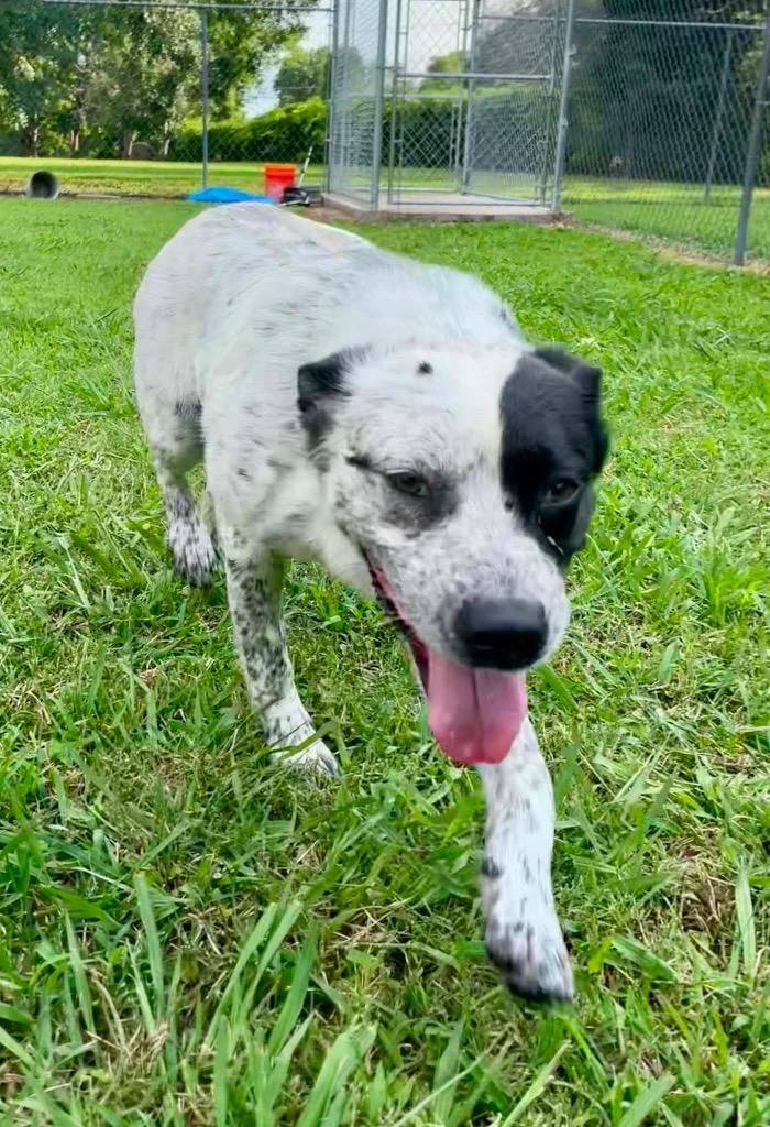 Enlarge Monday, a Adoptable Australian Cattle Dog / Blue Heeler in Ada, OK image 5/5