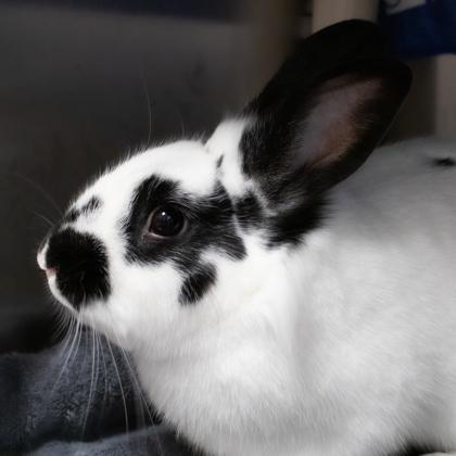 Enlarge Grover, a Adoptable Rex in Ann Arbor, MI image 1/3