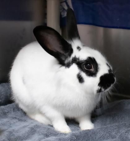 Enlarge Grover, a Adoptable Rex in Ann Arbor, MI image 2/3