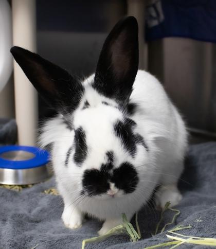 Enlarge Grover, a Adoptable Rex in Ann Arbor, MI image 3/3