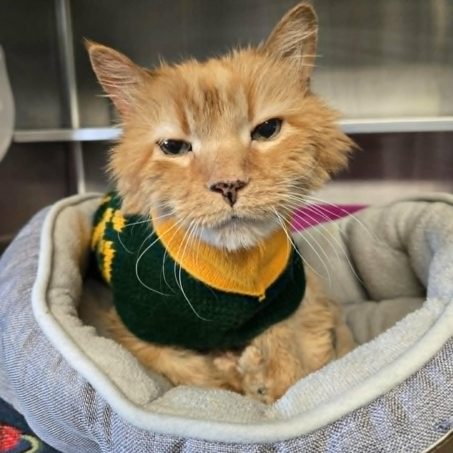 Enlarge Mr. Burns, a ADOPTABLE Domestic Long Hair in Watertown, WI image 1/1