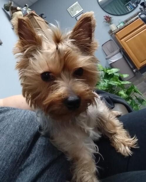 Enlarge Milly, a Adopted Yorkshire Terrier in Evansville, IN image 1/1
