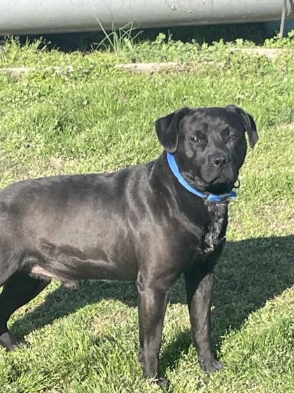 Enlarge Tramp, a ADOPTABLE mixed breed in Jackson, GA image 1/1