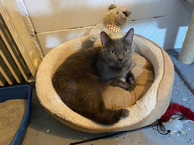 Gabby, a Adoptable Domestic Short Hair in Wheaton, IL image 1/3