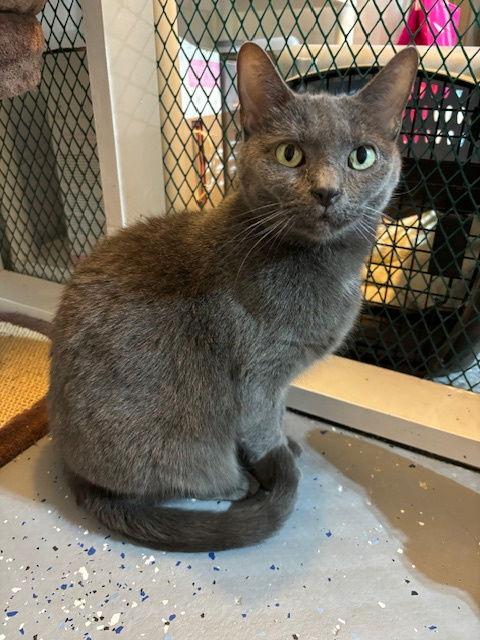 Gabby, a Adoptable Domestic Short Hair in Wheaton, IL image 2/3