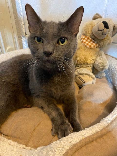 Gabby, a Adoptable Domestic Short Hair in Wheaton, IL image 3/3