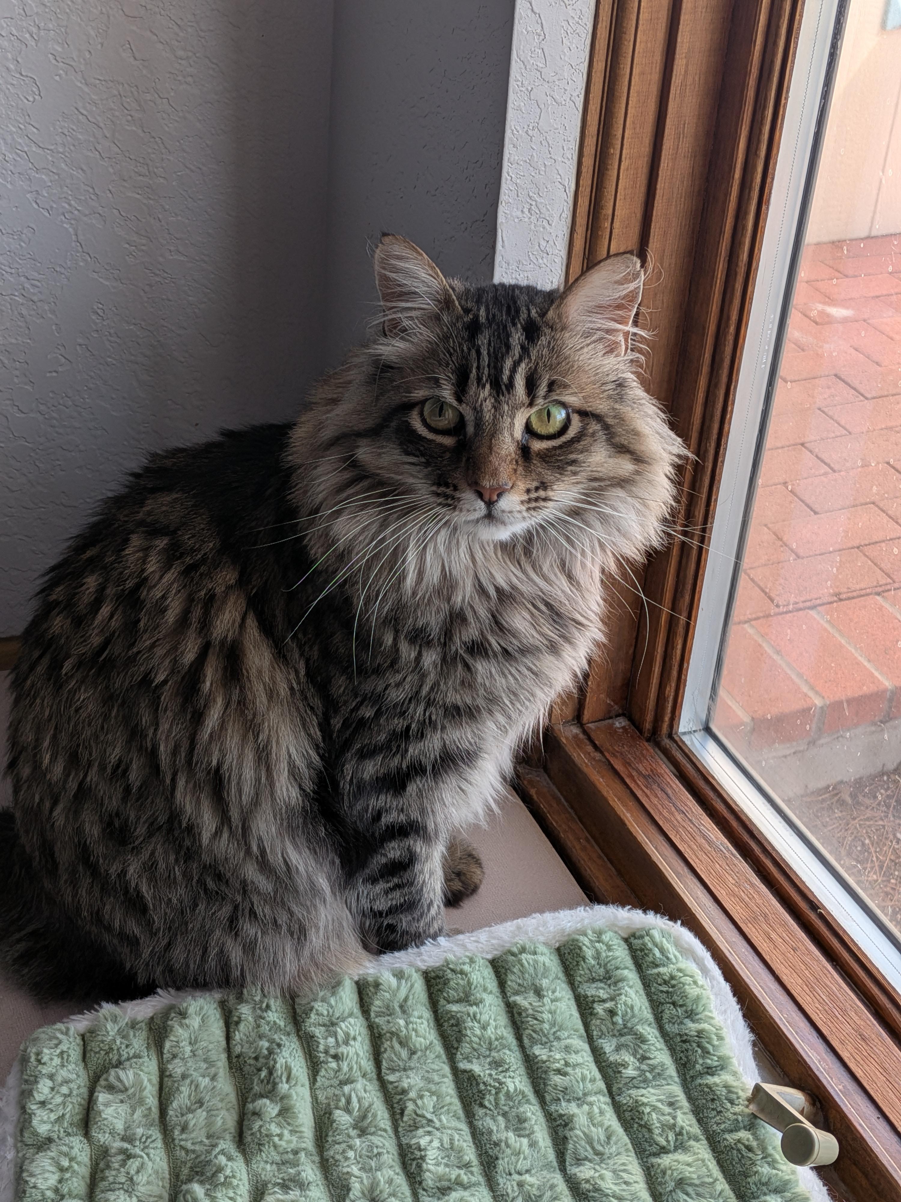 Enlarge Teddy, a ADOPTABLE Manx in Sonoita, AZ image 1/2