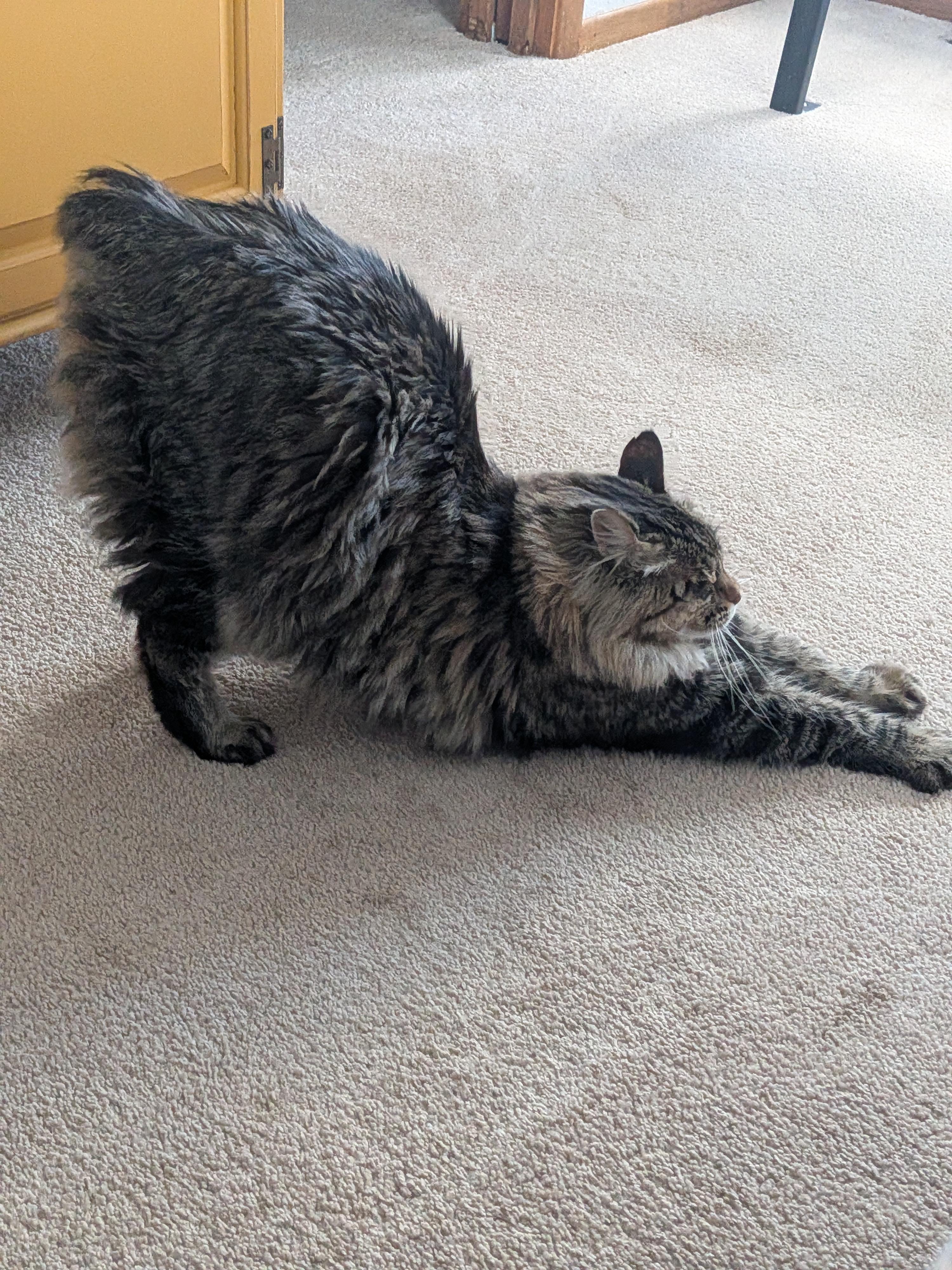 Enlarge Teddy, a ADOPTABLE Manx in Sonoita, AZ image 2/2