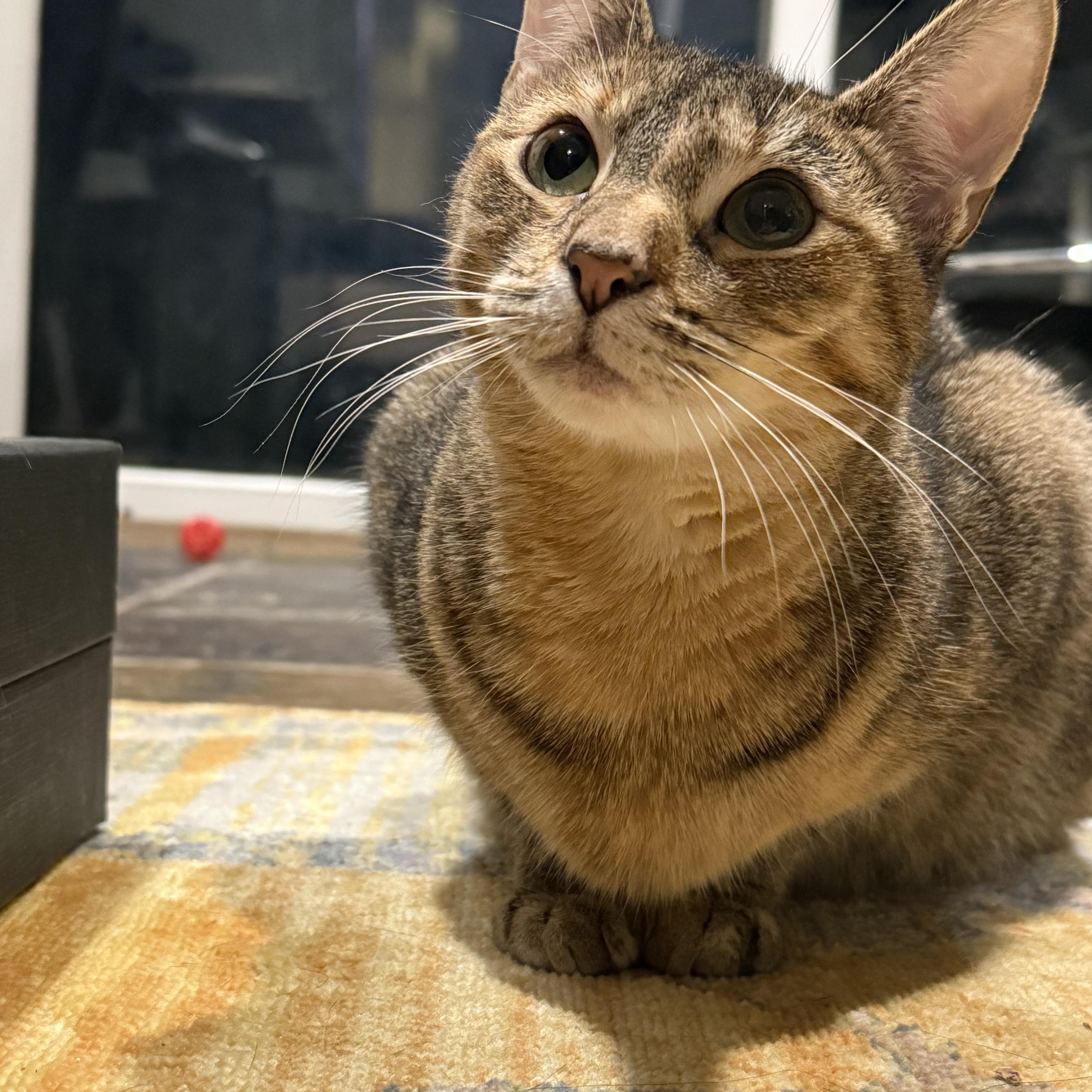 Whiskey, ADOPTABLE, Young Female Domestic Short Hair.