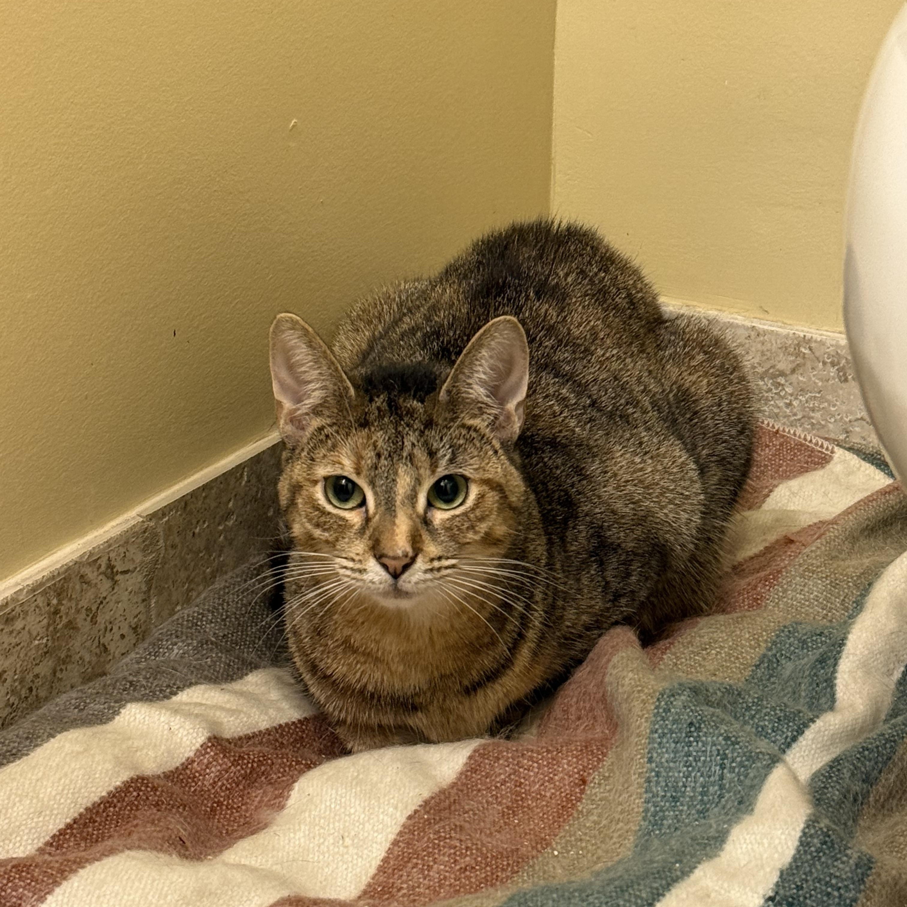 Enlarge Whiskey, a ADOPTABLE Domestic Short Hair in Brooklyn, NY image 2/4