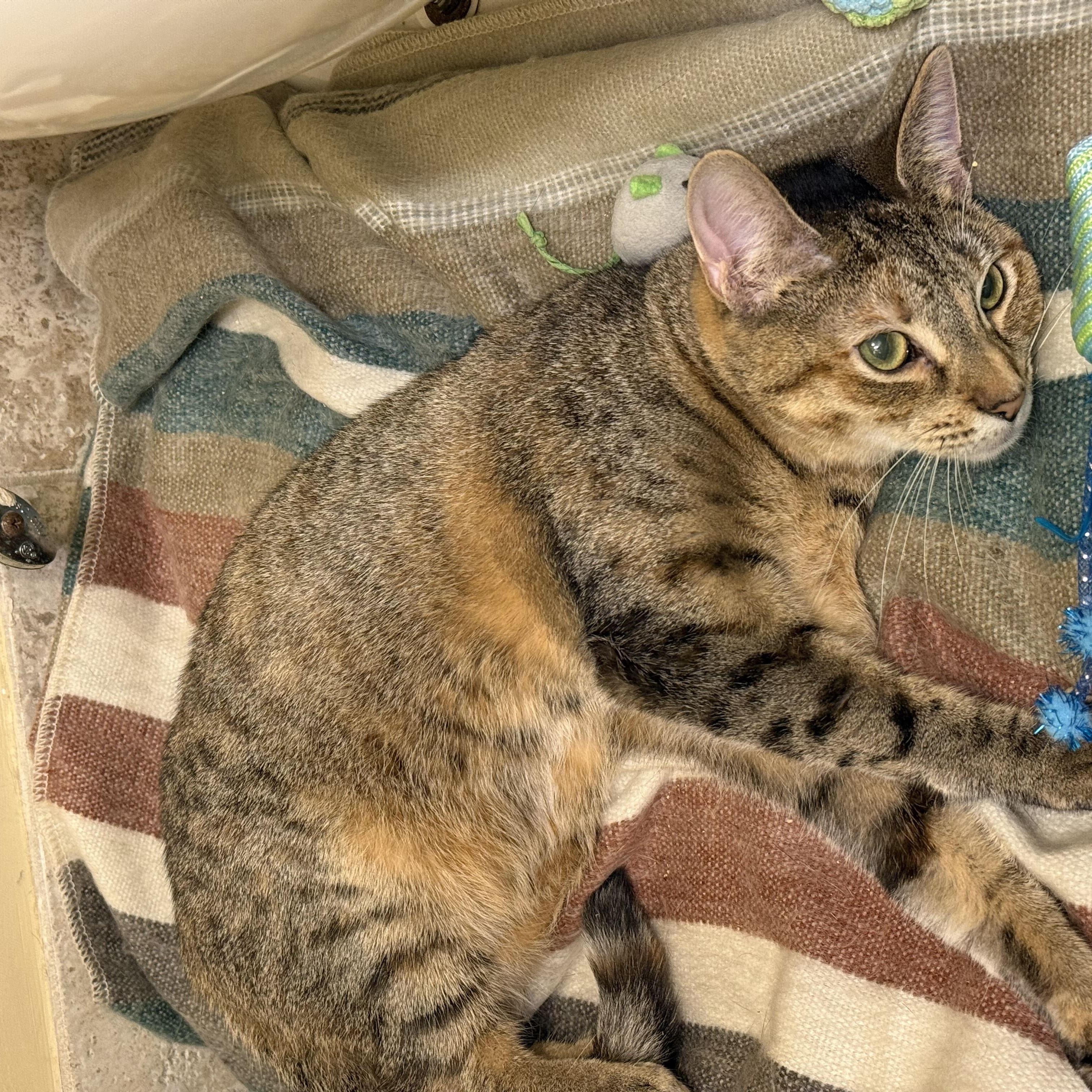 Enlarge Whiskey, a ADOPTABLE Domestic Short Hair in Brooklyn, NY image 3/4