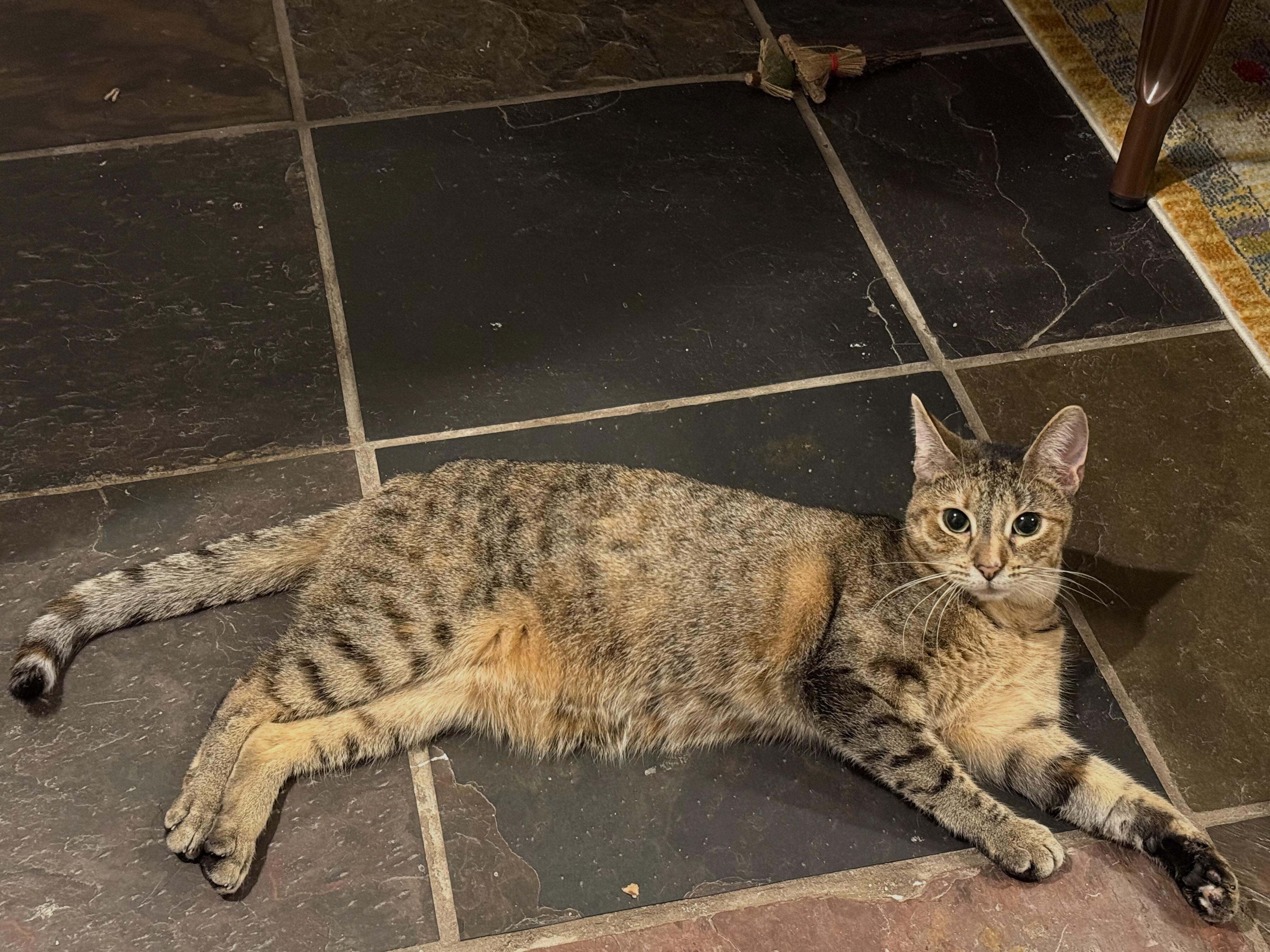 Enlarge Whiskey, a ADOPTABLE Domestic Short Hair in Brooklyn, NY image 4/4